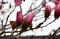 Several closed buds of magnolia,flowers heads on the branch.Close up photography.Close up photography