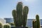 Several clumps of cereus cacti full of awkward sharp spikes with dewdrops in the early morning light