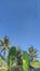 Several coconut and banana trees with a bright blue sky background taken in the morning