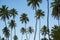 several coconut trees in sunny day and blue sky