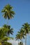 several coconut trees in sunny day and blue sky