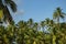 several coconut trees on a sunny day with blue sky in the background