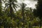 several coconut trees in a sunny day among clouds