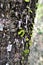 Several coenogonium leprieurii mushrooms growing on the trunk