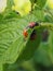 Several Colorado beetle larvae eat the potato leaf. Close up. A bright vertical illustration about agriculture and plant