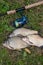 Several common bream fish, crucian fish, roach fish, bleak fish