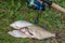 Several common bream fish, crucian fish, roach fish, bleak fish on the natural background. Catching freshwater fish and fishing