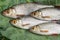 Several common rudd fish on natural background.