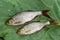 Several common rudd fish on natural background.