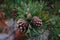 Several cones on a pine tree branch at close hand.