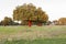 Several cork oaks show their trunk stripped of the trunk at little of the harvest.