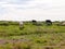 Several cows atop the hilldside on a path in the country farm la