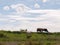 Several cows atop the hilldside on a path in the country farm la