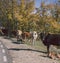 Several cows in autumnal road in the forest. Tree, leaves. Travel, explore and animals concept