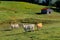 Several cows (Bos taurus) down on the farm