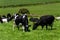 Several cows are eating grass. Cattle on a livestock farm. Agricultural landscape. Organic Irish farm. Black and white cow on