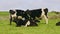 Several cows in a field, with a stone wall in the background