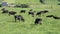 Several cows graze in a farmer`s field. Green grass pasture. One black cow defecates in the field