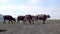 Several cows stand on the sky background