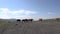 Several cows stand on the sky background