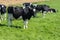 Several cows standing in a green meadow in sunny weather