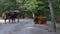 Several cows are walking in the forest. CREATIVE. White-brown cows are walking along the road between the trees