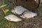 Several crucian fish or Carassius on green grass. Catching fres