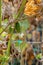 Several cucumbers hang on branches in a rural yard.