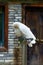 Several cute colored parrot macaws close-up