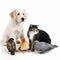 Several cute pets - dog, cat, pigeons together on a white background close-up. For advertising and design of pet products,