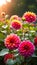 Several dahlia flowers with raindrops, against a backdrop of dusk sunshine in a rustic garden