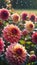 Several dahlia flowers with raindrops, against a backdrop of dusk sunshine in a rustic garden