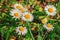 Several daisies in a meadow