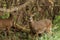 Several deer, feeding the tree line of the park.