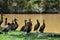 Several Dendrocygna viduata ducks on the edge of the muddy lake