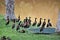 Several Dendrocygna viduata ducks in the grass