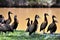 Several Dendrocygna viduata ducks together