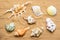 Several different seashells in the sand, top view