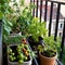 Several different vegetables are cultivated in a balcony garden on some pots