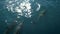 Several dolphins swiming in front of a boat or a ship. Jump and look at the camera. Animal and environmental protection.
