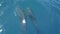Several dolphins swiming in front of a boat or a ship. Jump and look at the camera. Animal and environmental protection