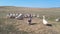 Several domestic goose are walking along green grass, geese are walking along the lawn, gray and white geese are walking