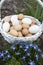 several dozen freshly collected chicken eggs in a wicker basket among blue chionodox flowers