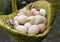 several dozen freshly picked chicken eggs in a wicker basket and a cute hatched chicken