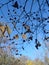 Several dried leaves and berries of a thin branch