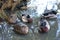 Several Ducks Sleeping in the Shade at a Lake