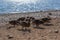 Several ducks walk in group along sandy pebble seashore in search of food. Waves in sea sparkle