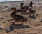 Several ducks walk in group along sandy pebble seashore. Waves in sea sparkle from sun. Animals