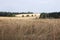 Several ears of wheat on a background of a field of cut wheat in cloudy weather, harvested, agriculture