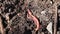 Several earthworms close-up